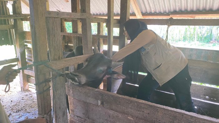 Cegah PMK, Distan Aceh Besar Vaksinasi 25 Ekor Ternak di Baitussalam